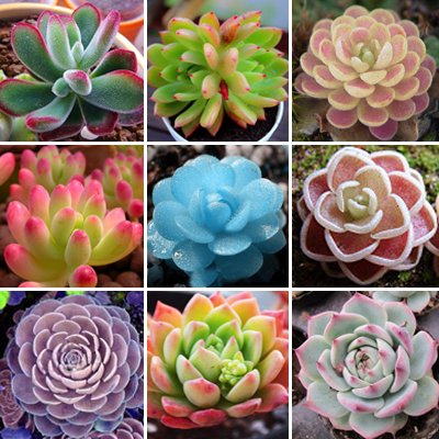 Semillas De Flores 50 lithops Seed Pseudotruncatella Succulents Raw Stone Cactus Seeds Stems Tetragonia Potted Flowers Fleshy