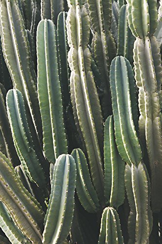 Cactus Photography Desert Photography Southwest print Nature Art Cactus Print Bohemian Wall decor Coachella print