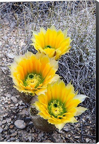 Rainbow Cactus by Michael Blanchette Photography Canvas Art Wall Picture Museum Wrapped with Black Sides 9 x 14 inches