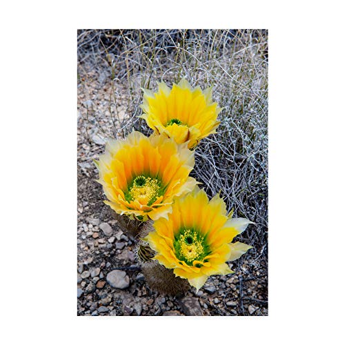 Trademark Fine Art Rainbow Cactus by Michael Blanchette Photography 12x19-Inch