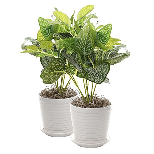 Set Of 2 White Ceramic Ribbed Design Round Succulent Plant Pots / Small Decorative Herb Planters