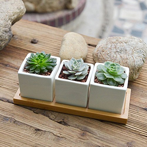 Succulent Planter Binwen Set x 3 Small Modern White Ceramic Cactus Succulents With Bamboo Tray