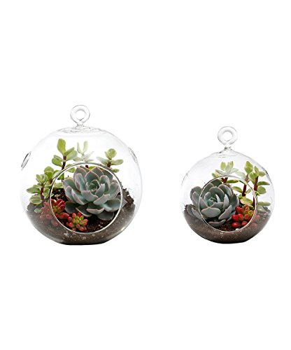 Succulent Terrarium Duo Medium Globe and Small Globe Echeveria Jelly Bean Variegated Elephant Bush