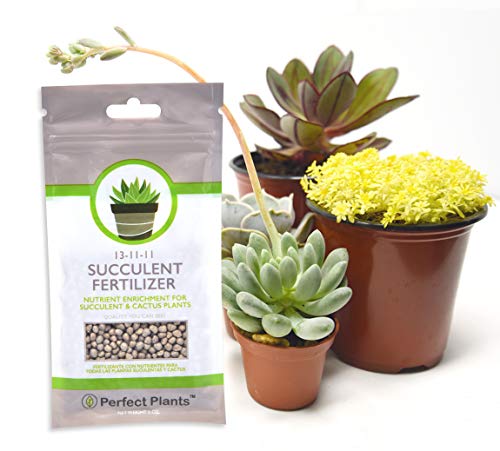 Succulent Fertilizer by Perfect Plants - Light Rate Slow Release Formula for All Succulent and Cactus Types
