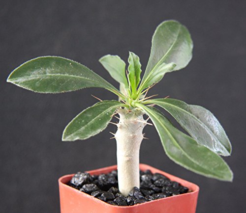 Pachypodium Lealii Saundersii White Flower Rare Madagascar Palm Plant Cactus Cacti Caudex Bonsai 2&quot Pot Grown