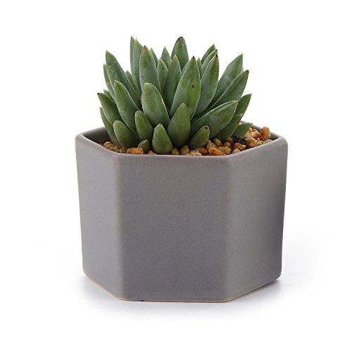 T4u 275 Inch Ceramic Six Sizes Semi Luster Surface Sucuulent Plant Potcactus Plant Pot Flower Potcontainer