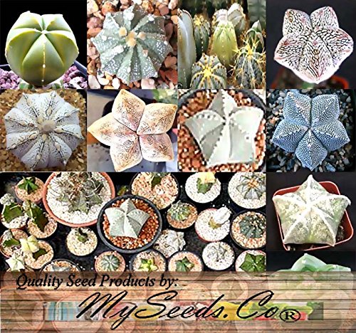 10 x Astrophytum Hybrids Cactus Succulent Seeds - Sand Dollar Cactus Sea Urchin Cactus - HIGHLY DESIRABLE SOUGHT AFTER - Gorgeous Patterns and Markings - FRESH SEEDS - By MySeedsCo