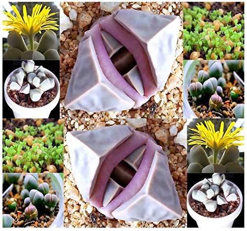 20 Karoo Rose Lapidaria Margaretae - Rare mesembs living rock stome CACTUS cacti Succulent SEEDs - By MySeedsCo