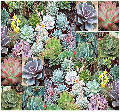 20 x DESERT ROSE ECHEVERIA SPECIES MIX - Excellent Indoor House Plants - CACTUS SUCCULENTS SEEDS - By MySeedsCo