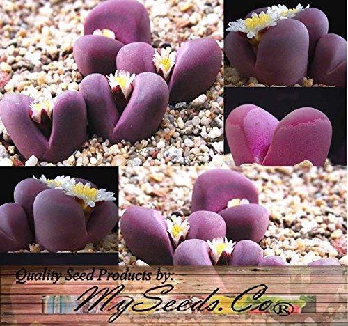 50 LITHOPS OPTICA Species Mix Seeds - Cactus Mix - House Plants cactus cacti succulent For Greenhouse and Outdoor Too - These seeds are VERY small each pack of seed will contain more than advertised But if you are uncomfortable working with VERY small 