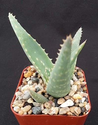 ALOE CALIFORNIA MEDICINAL PLANT CACTUS CACTI SUCCULENT REAL LIVE