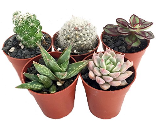 CactusSucculent TerrariumFairy Garden Plants - 5 Different Plants - 175 Pots