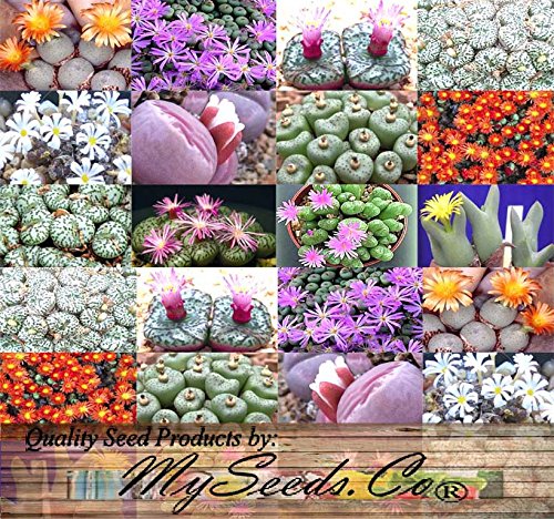 Conophytum Variety Mix Sold By EXOTIC CACTUS Living Stone Cactus Cacti Exotic Rare Succulents Seed 50 Seeds Package