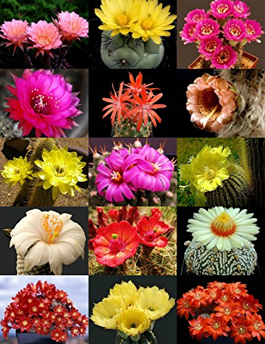 Flowering Cactus Mix  Rare Garden Cacti Exotic Desert Succulent Seed 50 Seeds