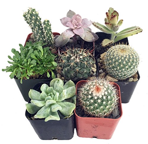 Instant CactusSucculent Collection - 8 Plants 2 pots