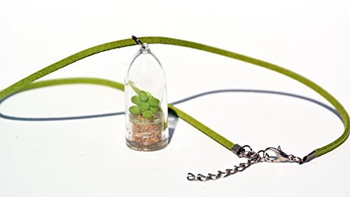 Live Succulent Terrarium Flower Necklace - Bubbly - Live Cacti Succulent Plant Necklace Keychain- Living plants Neckalce Terrarium Capsule - Boo-Boo Plant Bubbly  18 Necklace Suede Green