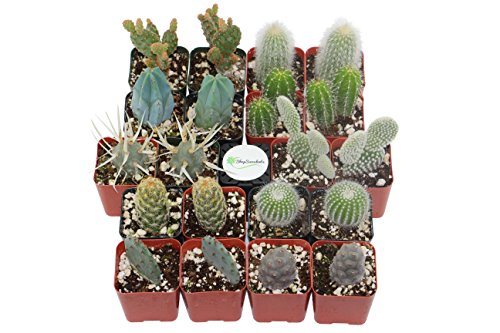 Shop Succulents Cactus 20 Pack NA