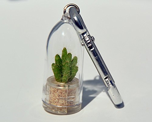 Terrarium Flower Necklace - Apple Cactus - Live Cacti Succulent Plant Necklace Keychain - Boo-Boo Plant Apple Cactus With Silver Clip