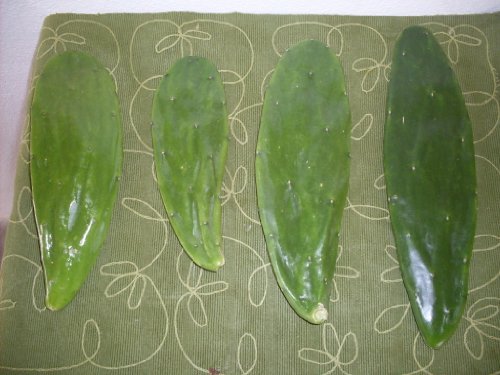 3 Three Prickly Pear Cactus Pads Opuntia Cochenillifera Naturally Grown From Artvine Nursery