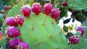 2 Pads - Prickly Pear Cactus Plant Live Opuntia