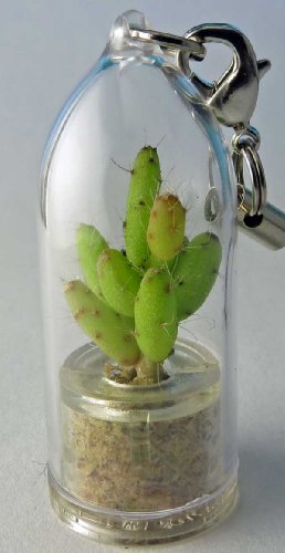 Apple Cactus - Live Cacti Terrarium Flower - Boo-Boo Plant