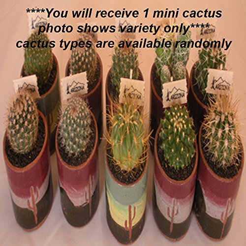 Live Baby Cactus - 1 Inch Ceramic Potexactly As Pictured - Small Cacti - Cutest Little Mini Cactus - You Will Receive 1 Mini Cactus in a 1 Ceramic Potexactly As Pictured
