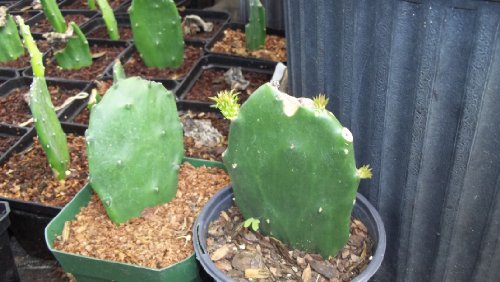 Prickly Pear Cactus Plant Live Opuntia