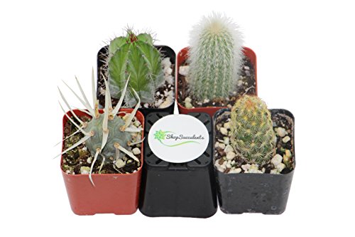 Shop Succulents Cactus 4 Pack NA