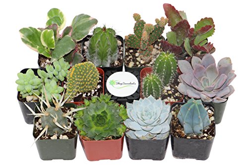 Shop Succulents Cactus and Succulent Collection of 12