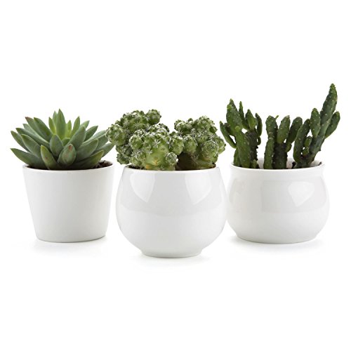 T4U 25275275 Inch Ceramic White Collection NO31 succulent Plant PotCactus Plant Pot Flower PotContainerPlanter Package 1 Pack of 3
