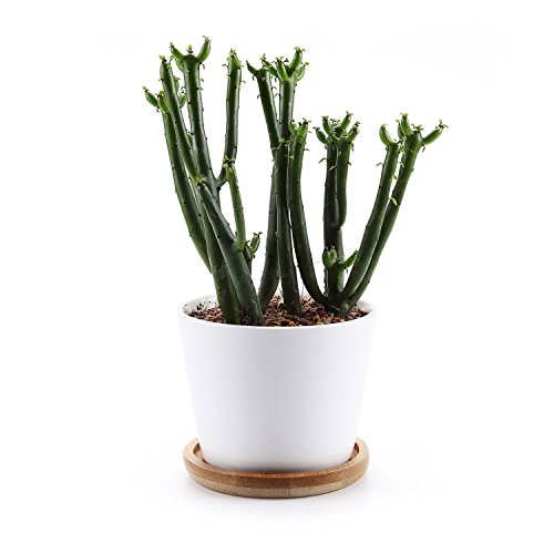 T4U 35 Inch Ceramic White Round Simple Design succulent Plant PotCactus Plant Pot With Bamboo Tray