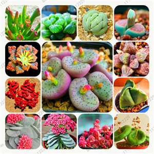 Bonsai flowers indoor fleshier plant lithops stone flowers seeds succulent seed bonsai cactus plant - 200 pcs seeds