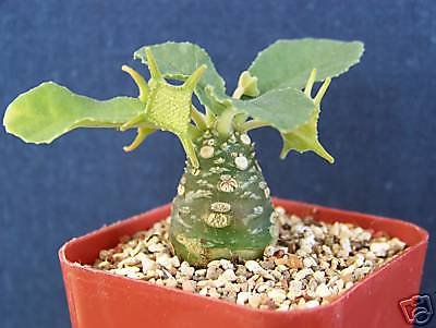 Dorstenia ssp exotic caudex bonsai cactus rare succulent aloe plant cacti 2 pot
