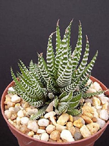 Haworthia Attenuata Zebra Zebrina Exotic Rare Succulent Cactus Plant Cacti 4&quot