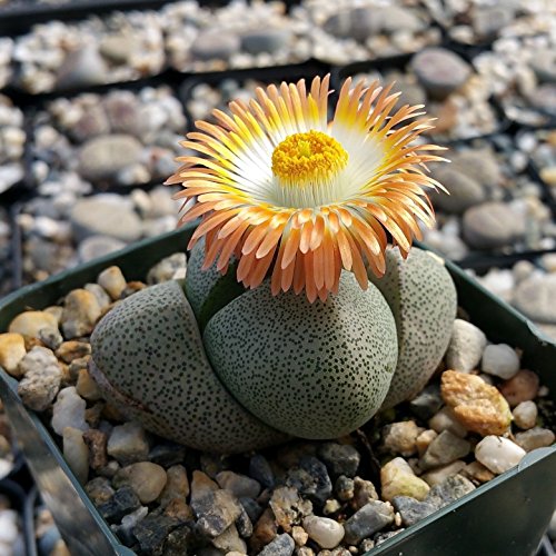 PLEIOSPILOS NELII SUCCULENT MESEMBS SPLIT ROCK CACTUS CACTI SUCCULENT PLANT