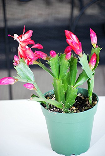 9greenbox - Red Christmas Cactus Plant - Zygocactus - 4&quot Pot
