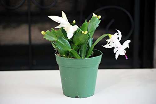 9greenbox - White Christmas Cactus Plant - Zygocactus - 4&quot Pot