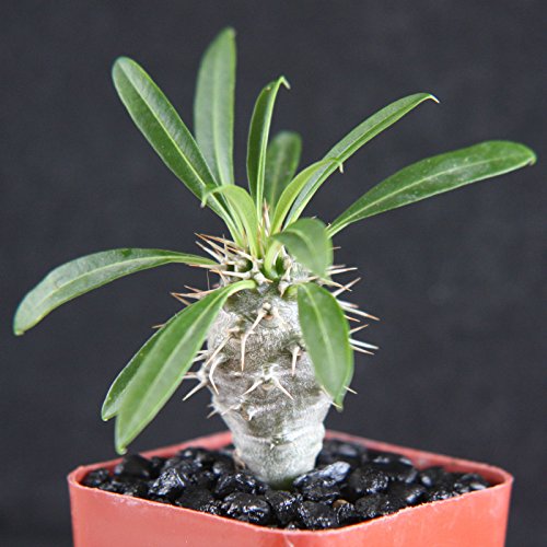 Pachypodium Lamerei Rare Madagascar Palm Plant Cactus Cacti Caudex Bonsai 2&quot Pot Grown At Exotic Cactus Collection