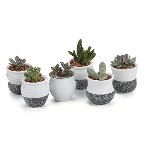 T4U 225 Inch Ceramic Mini Korea Style Snow Serial Full Set succulent Plant Pot Cactus Plant Pot Flower Pot Container Planter Package 1 Pack of 6