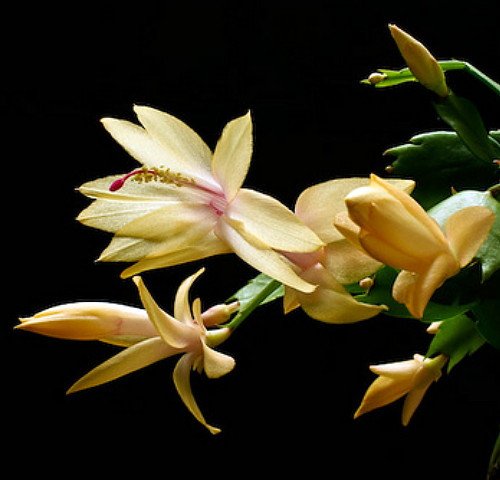 Yellow Christmas Cactus Plant - Zygocactus - 4&quot Pot