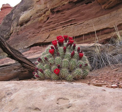 CS~CRIMSON HEDGEHOG CACTUS~Seeds~~~~~~Barrel Type