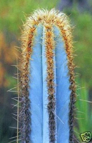  Pilosocereus purpureus EXOTIC BLUE COLOR aloe rare cacti cactus seed 100 SEEDS