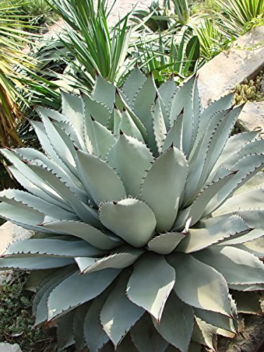 10 GREEN MESCAL AGAVE Parryi Parrys Mezcal Agave Succulent Flower Cactus Seeds