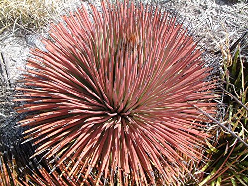 10 RED HEDGEHOG AGAVE Stricta Rubra Purple Globe Flower Succulent Cactus Seeds