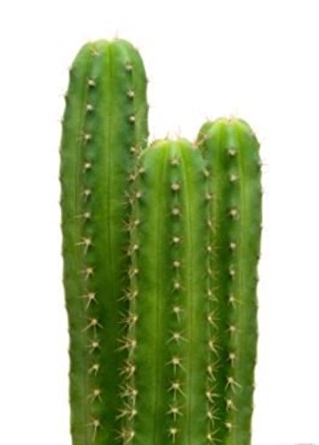 100 San Pedro Cactus Seeds Trichocereus Pachanoi Ceremonial Decorative Plant