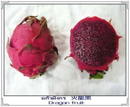 20 PURPLE DRAGON FRUIT Pitaya  Pitahaya  Strawberry Pear Hylocereus Undatus Cactus Seeds by Seedville