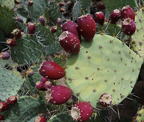 50 RED Prickly Pear Cactus Seeds Opuntia Engelmannii Cold Hardy Sweet Nopalea