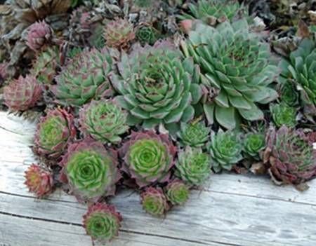 Homegrown Cactus Seeds 100 Hen And Chicks