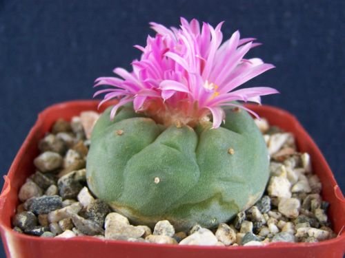 Matucana sp pink flower fricii button cactus exotic rare cacti seed 10 SEEDS