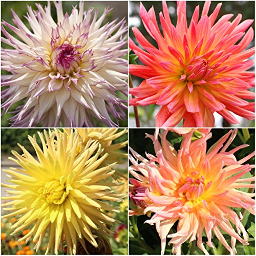 Package of 100 Seeds Cactus Mixed Dahlia Dahlia variabilis Non-GMO Seeds By Seed Needs